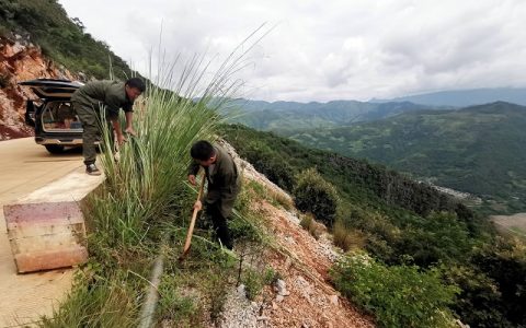 云南农科院甘蔗所开展甘蔗野生种质资源考察采集
