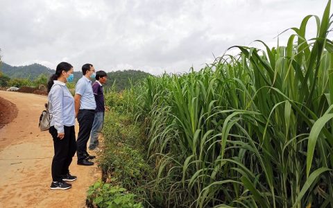 云南甘蔗所科技人员赴临沧南华蔗区进行产业调研