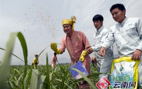 云南：小小甘蔗让德宏21万蔗农过上甜蜜生活