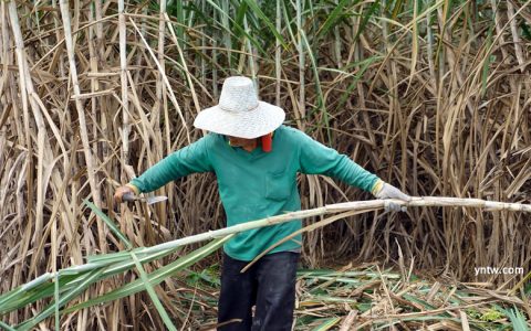泰国甘蔗产量面临大“烤”  不容乐观 产糖量或至10年低位
