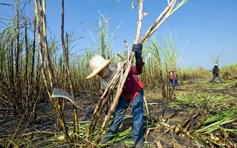 越南进口食糖是其国内产糖量的2倍 1-9月进口132万吨