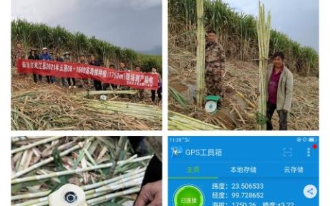 这个甘蔗新品种在云南双江创造了1750米高海拔蔗区高产新纪录 平均亩产9.25吨