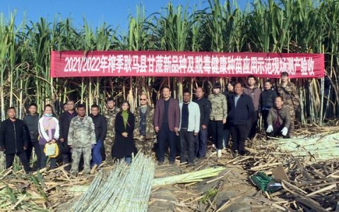 最高亩产11.67吨 耿马新一代甘蔗新品种完成田间测产验收