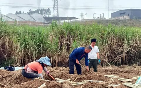 云南景谷：甜蜜产业实现蔗农企业双赢双收