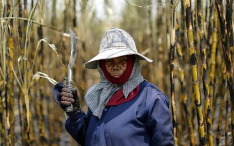 泰国本榨季产糖量有望恢复至1000万吨 已产糖163万吨 工人短缺