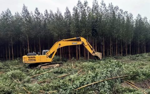 “退桉还蔗”掀热潮 广糖集团三管齐下按下“甜蜜事业”快进键