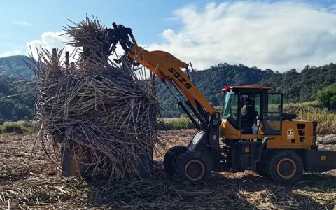 云南江城：甘蔗亩产近10吨 “甜蜜的事业”蹚出乡村振兴致富路