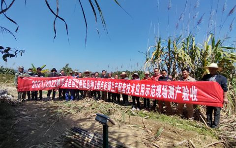 云南甘蔗所甘蔗育种与应用团队赴省内多地开展田间现场测产