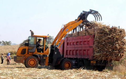 元阳英茂糖业：打破固有传统思路  突破甘蔗砍收瓶颈