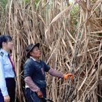 央视《中国新闻》报道西双版纳蔗糖产业 税收助力蔗糖产品质优物美