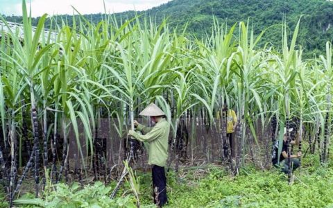 越南甘蔗收购价创历史新高 需要可持续措施