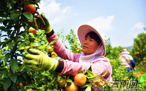 云南红河州弥勒：“甘蔗村”蝶变“沃柑村” 