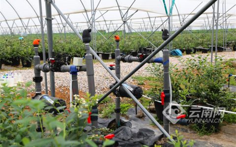 云南弥勒：甘蔗地“变身”3000亩现代化蓝莓种植田园综合体