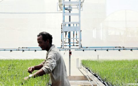巴西抗虫害转基因甘蔗种植面积翻一番 单产有望提高30%