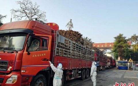 清水河口岸往来中缅两国日均货运量突破2000吨 11.3万吨甘蔗顺利通关