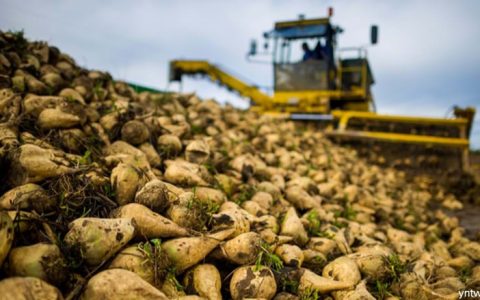 科技日报：甜菜育种联合攻关月度会在京召开