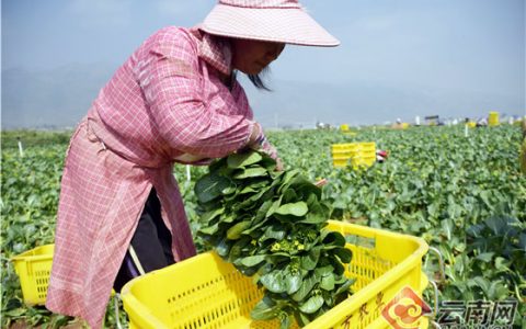 云南弥勒：甘蔗村蝶变“蔬菜村” 