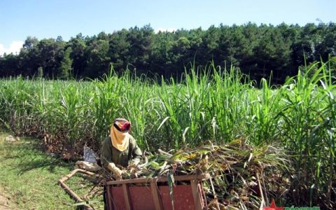 越南糖料蔗进口重启 “中国糖都”蔗源不足问题有望缓解