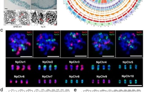 科学家破译甘蔗细茎野生种基因组