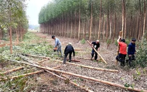 广西：来宾“蔗地保卫战”获肯定 稳住全市种蔗面积