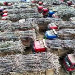 广西:蔗糖产业引入高科技 “糖罐子”越端越稳