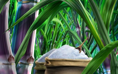 广西大学“绿色制糖”技术取得突破进展