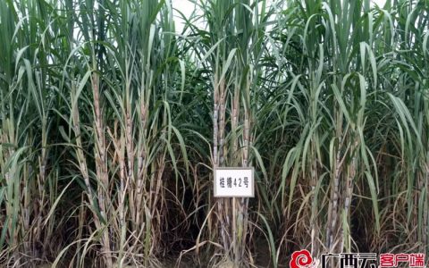桂糖42号折种保持全国糖料蔗压榨量、种植面积双第一