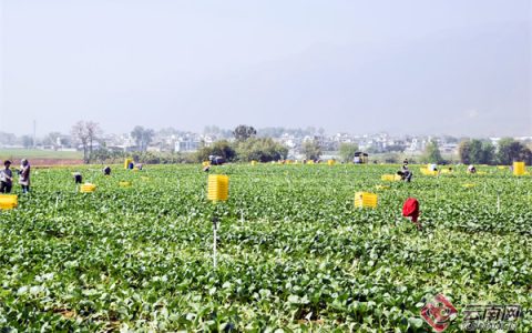 云南弥勒：万亩甘蔗地和荒山坡蝶变“产业带”