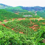 云南弥勒：万亩甘蔗地和荒山坡蝶变“产业带”
