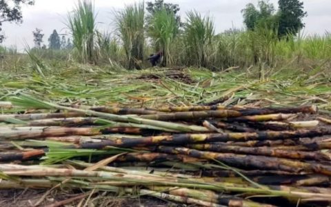 巴西向WTO指控泰国食糖出口补贴致其巨额损失