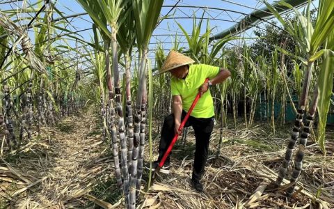 北京南果北种面积今年突破千亩 国庆节预计3万果蔗上市
