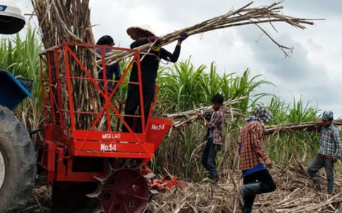 今年上半年中国是老挝甘蔗等农产品的最大进口国