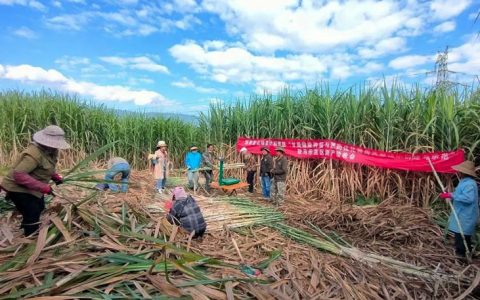 甘蔗亩产8.66吨！国家重点研发计划项目课题耿马甘蔗示范区通过测产验收