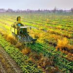 新疆克拉玛依甜菜丰收 总产量超1.3万吨