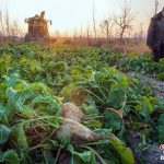 新疆克拉玛依甜菜丰收 总产量超1.3万吨