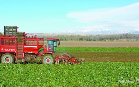 全疆已收获甜菜55万亩 收获面积接近九成