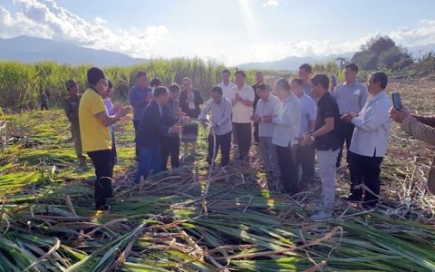 推动共建“一带一路”高质量发展 走进英茂糖业老挝蔗区