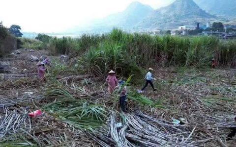 时隔6年，临沧永德县“甜蜜的事业”又回来了