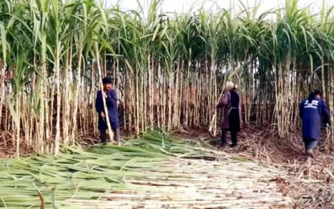 内江市市中区推动“甜味+”全产业链发展 助力打造“中国甜食之都”