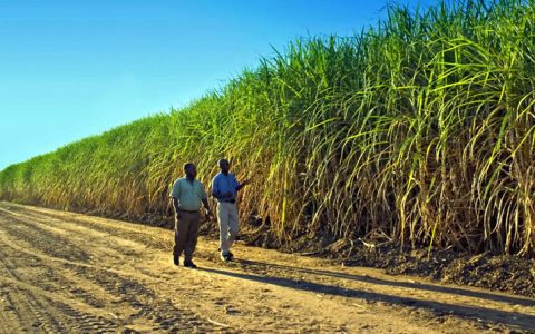 南非制糖业恳求政府不要进一步提高糖税