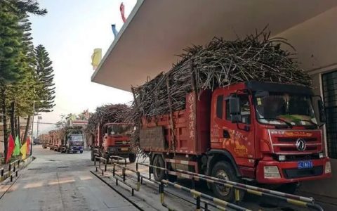 永德蔗糖产业复苏 全面落实种蔗补贴 蔗款兑付 入榨量将达40万吨