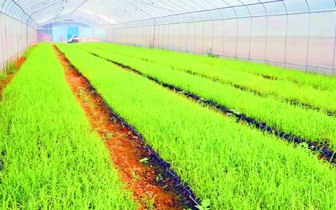 重实效 强实干 抓落实--广西农科院甘蔗育种水平全国领先 全国种植甘蔗每3株就有1株桂糖42