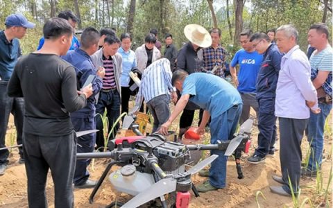 广西糖业集团：全面打响“虫口夺蔗”保卫战