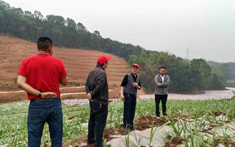 “百团千员助农增收行动” 为耿马甘蔗产业注入科技力量