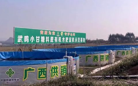 广西供销社：以“数治甘蔗”助力糖业高质量发展