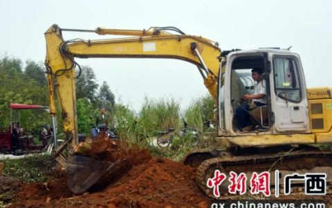 南宁糖业“桉退蔗进”显成效 非蔗地孕育甜蜜新希望