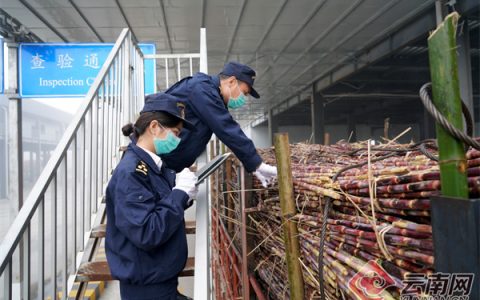 云南德宏州瑞丽海关保障进口甘蔗顺畅通关 总量达7.9万吨