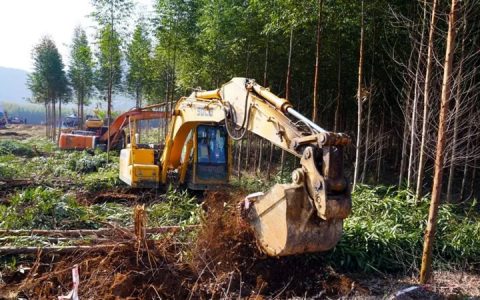 计划3年全面清理！广西柳城县清理桉树超1.7万亩…种上甘蔗