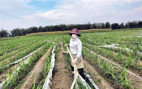 云南德宏：甘蔗千亩连片机械化 降本提效促增收