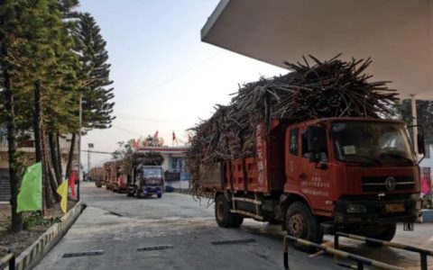 云南永德县：稳步推进甘蔗生产工作 助推产业高质量发展